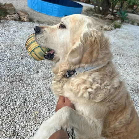 L'oasi Pineta Sul Mare קוסטונאצ'י