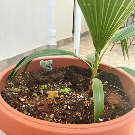 לינה וארוחת בוקר L'oasi Pineta Sul Mare
